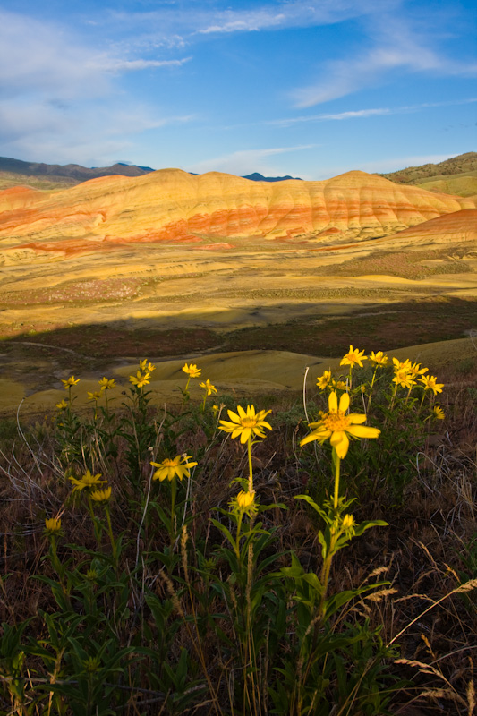 Wildflowers And The Painted Hills